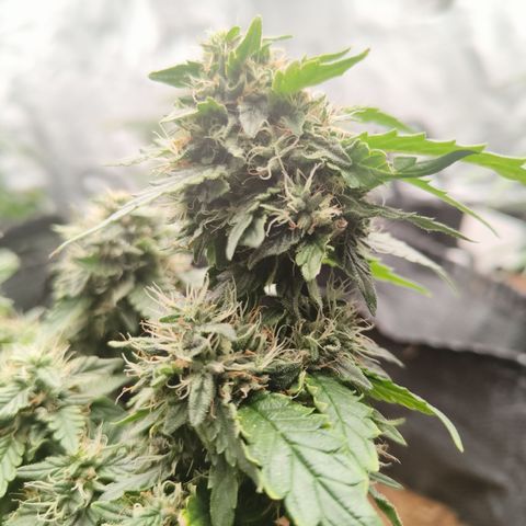 Gelato #420 growlog timeline photo