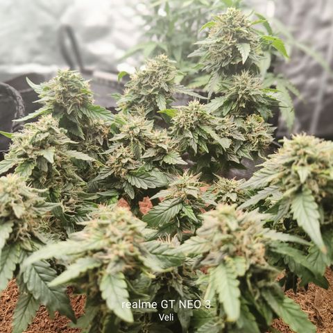 Gelato #420 growlog timeline photo