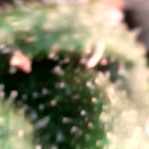Gelato #420 growlog timeline photo