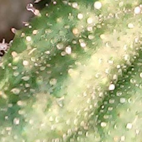 Gelato #420 growlog timeline photo