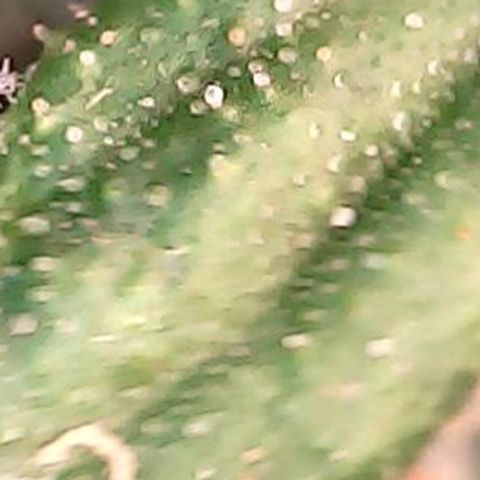 Gelato #420 growlog timeline photo