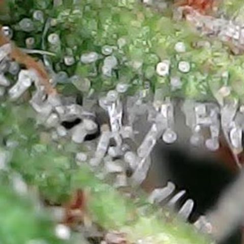 Gelato #420 growlog timeline photo