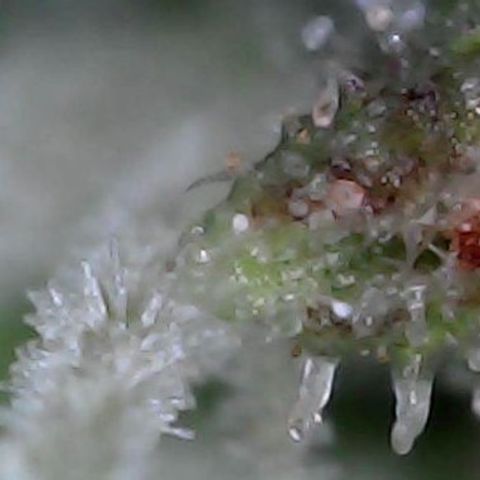Gelato #420 growlog timeline photo