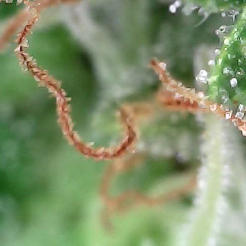Gelato #420 growlog timeline photo