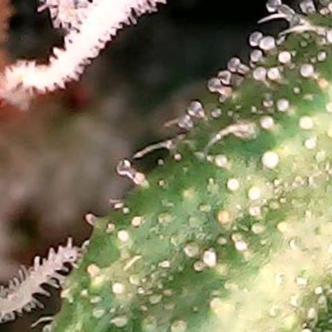 Gelato #420 growlog timeline photo