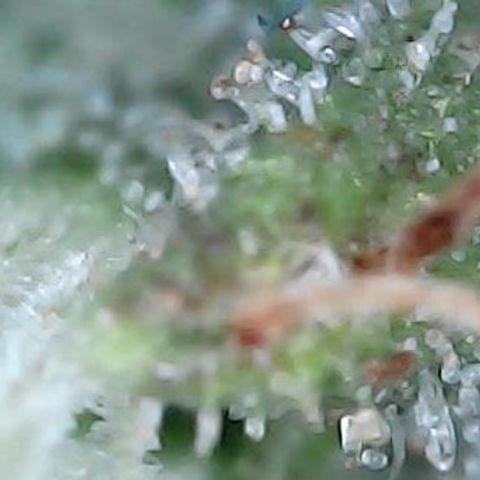 Gelato #420 growlog timeline photo