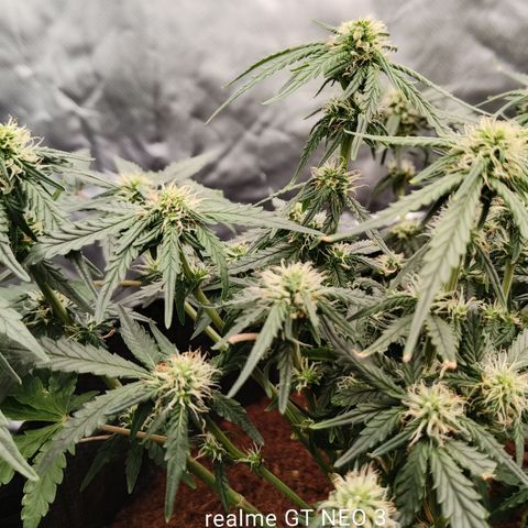 Tangerine Sorbet growlog timeline photo