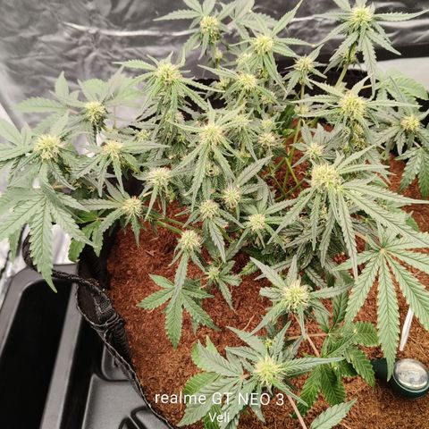 Tangerine Sorbet growlog timeline photo