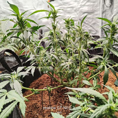 Atomical Haze growlog timeline photo