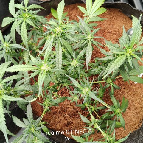 Atomical Haze growlog timeline photo