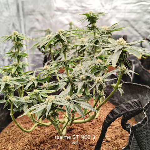 runz x layer cake growlog timeline photo