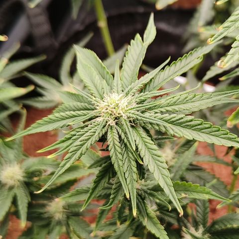 runz x layer cake growlog timeline photo
