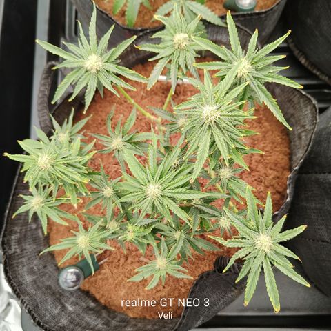 runz x layer cake growlog timeline photo
