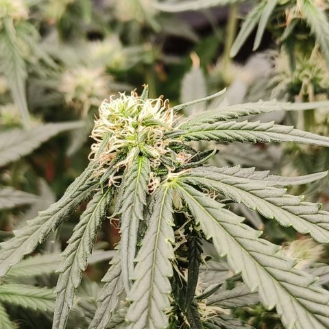 Tangerine Sorbet growlog timeline photo