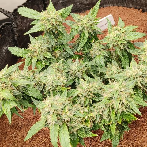 Gelato #420 growlog timeline photo