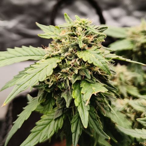 Gelato #420 growlog timeline photo