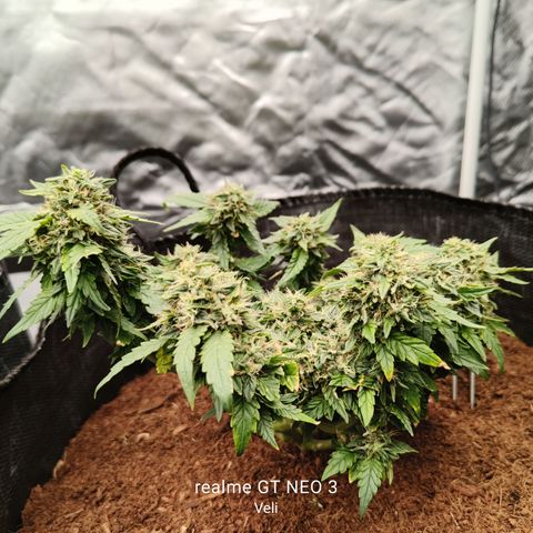 Gelato #420 growlog timeline photo