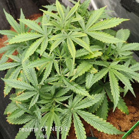 Big Bud Automatic growlog timeline photo