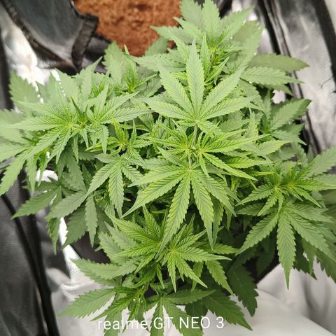 Lucky growlog timeline photo