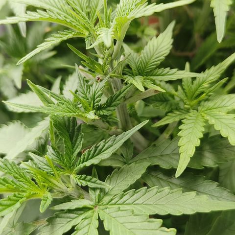 Lucky growlog timeline photo