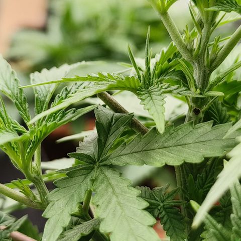 Lucky growlog timeline photo