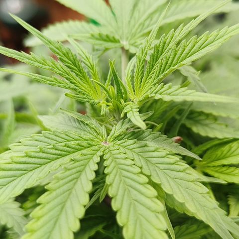 Lucky growlog timeline photo