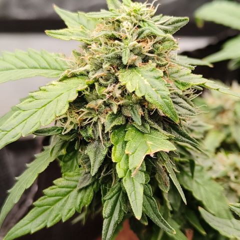 Gelato #420 growlog timeline photo