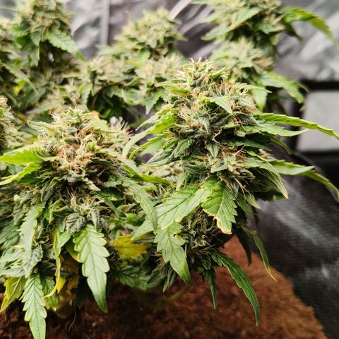 Gelato #420 growlog timeline photo
