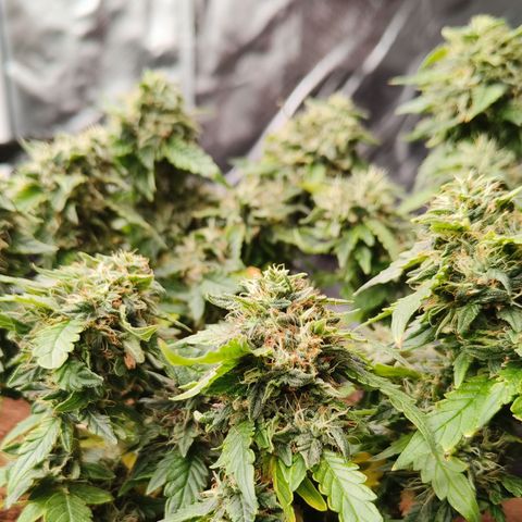 Gelato #420 growlog timeline photo