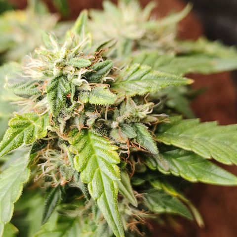 Gelato #420 growlog timeline photo