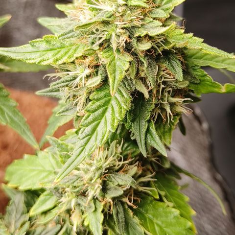 Gelato #420 growlog timeline photo