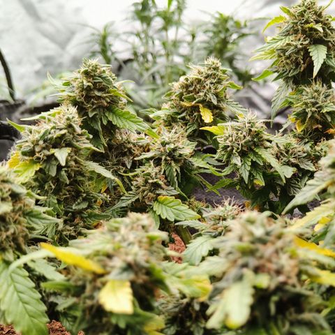 Gelato #420 growlog timeline photo
