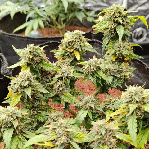 Gelato #420 growlog timeline photo