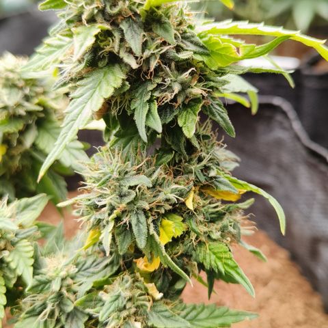 Gelato #420 growlog timeline photo