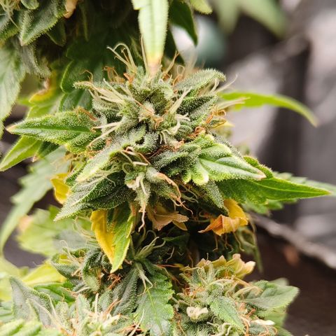 Gelato #420 growlog timeline photo