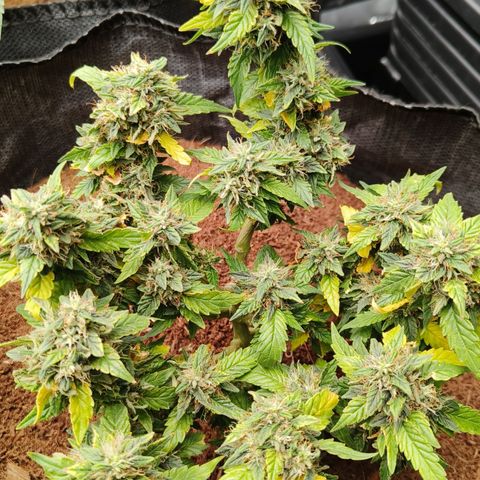 Gelato #420 growlog timeline photo