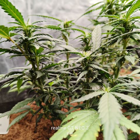Atomical Haze growlog timeline photo