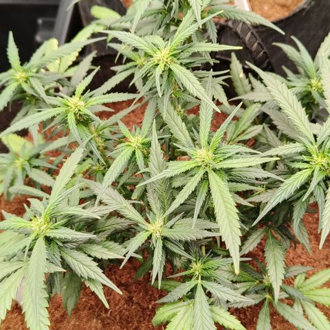 Atomical Haze growlog timeline photo