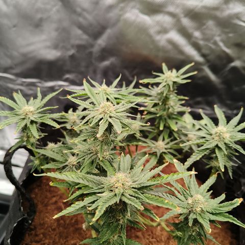 runz x layer cake growlog timeline photo