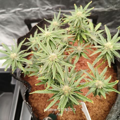 runz x layer cake growlog timeline photo