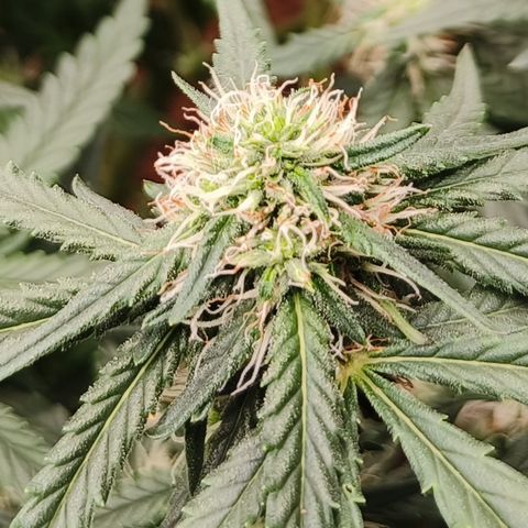 Tangerine Sorbet growlog timeline photo