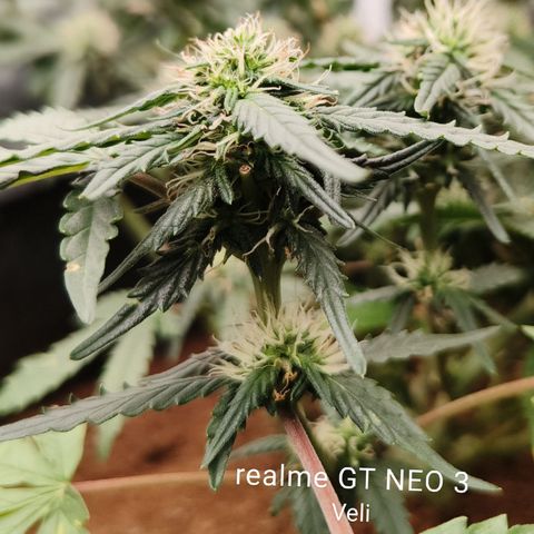 Tangerine Sorbet growlog timeline photo