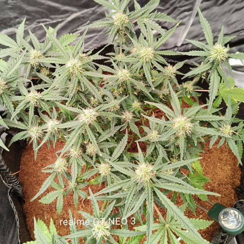 Tangerine Sorbet growlog timeline photo