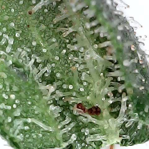 Gelato #420 growlog timeline photo
