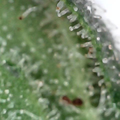 Gelato #420 growlog timeline photo
