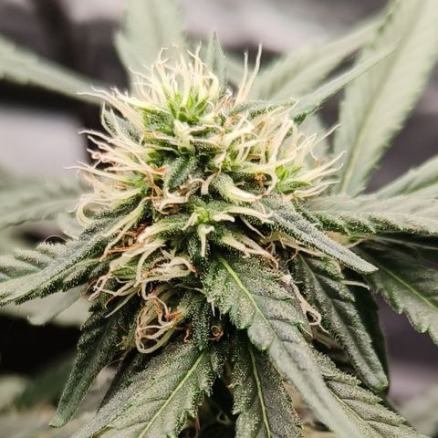 Tangerine Sorbet growlog timeline photo