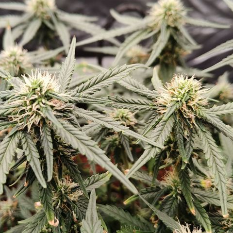 Tangerine Sorbet growlog timeline photo