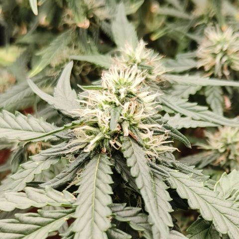Tangerine Sorbet growlog timeline photo