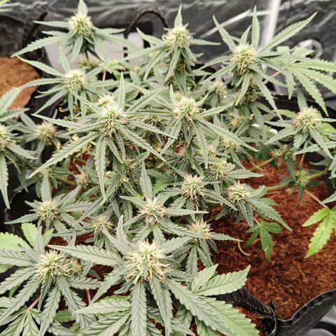 Tangerine Sorbet growlog timeline photo