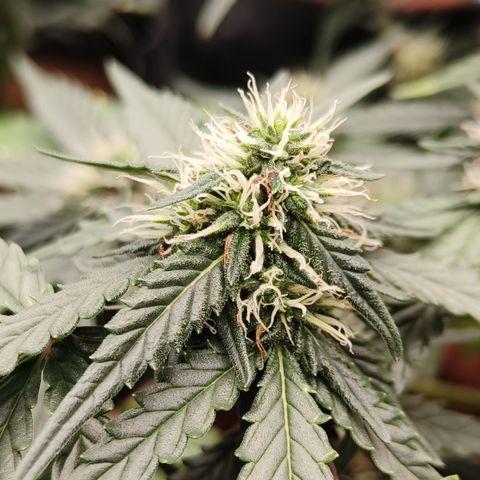 Tangerine Sorbet growlog timeline photo
